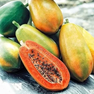 Dwarf Papaya Plant - Live Tropical Fruit Tree - 1/2 Gallon Pot - Image 2