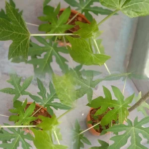 Dwarf Papaya Plant - Live Tropical Fruit Tree - 1/2 Gallon Pot - Image 3