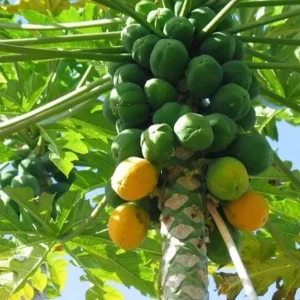 Dwarf Papaya Plant - Live Tropical Fruit Tree - 1/2 Gallon Pot - Image 4