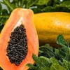 Dwarf Papaya Plant - Live Tropical Fruit Tree - 1/2 Gallon Pot - Image 1