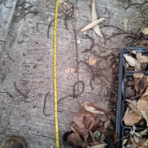 Dwarf Pear Tree – Live plant – 2.5 ft Tall – Indoor/Outdoor - Image 2