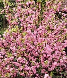 Dwarf Pink Flowering Almond Live Plant – Quart Pot – Outdoor Shrub - Image 2