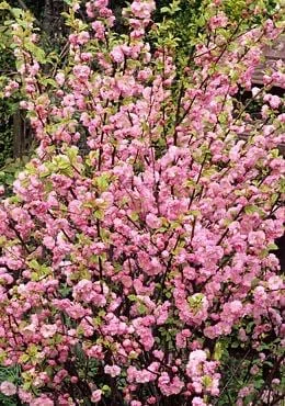 Dwarf Pink Flowering Almond Live Plant – Quart Pot – Outdoor Shrub - Image 2