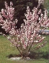 Dwarf Pink Flowering Almond Live Plant – Quart Pot – Outdoor Shrub - Image 3