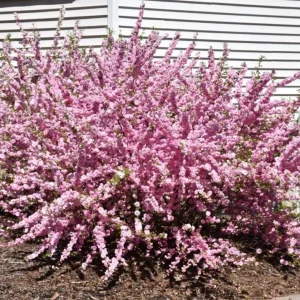 Dwarf Pink Flowering Almond Live Plant - Quart Pot Shrub - Zones 4-8 Outdoor - Image 10