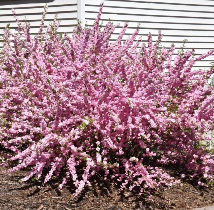 Dwarf Pink Flowering Almond Live Plant - Quart Pot Shrub - Zones 4-8 Outdoor - Image 10