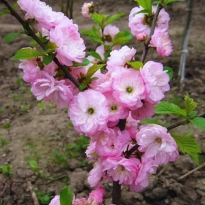 Dwarf Pink Flowering Almond Live Plant - Quart Pot Shrub - Zones 4-8 Outdoor - Image 2