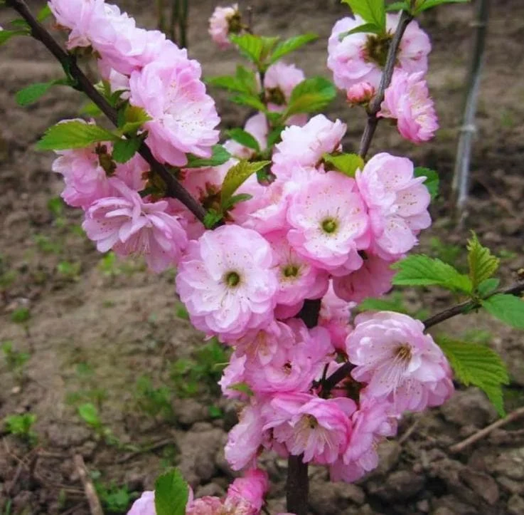 Dwarf Pink Flowering Almond Live Plant - Quart Pot Shrub - Zones 4-8 Outdoor - Image 2