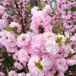 Dwarf Pink Flowering Almond Live Plant - Quart Pot Shrub - Zones 4-8 Outdoor - Image 1