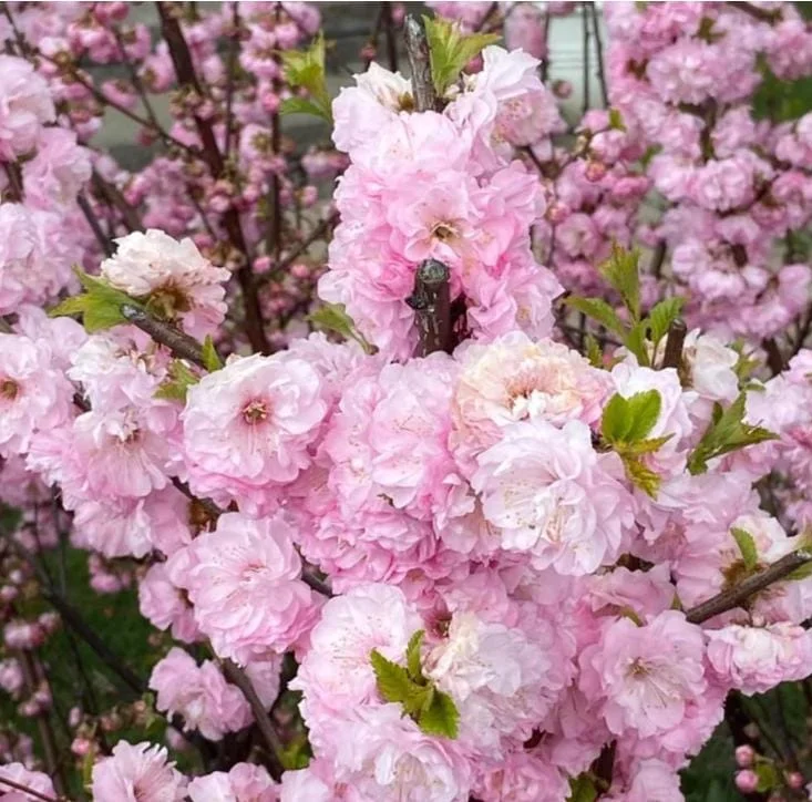Dwarf Pink Flowering Almond Live Plant - Quart Pot Shrub - Zones 4-8 Outdoor - Image 1