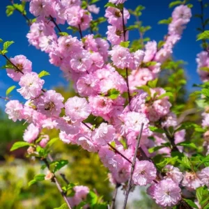 Dwarf Pink Flowering Almond Live Plant - Quart Pot Shrub - Zones 4-8 Outdoor - Image 3