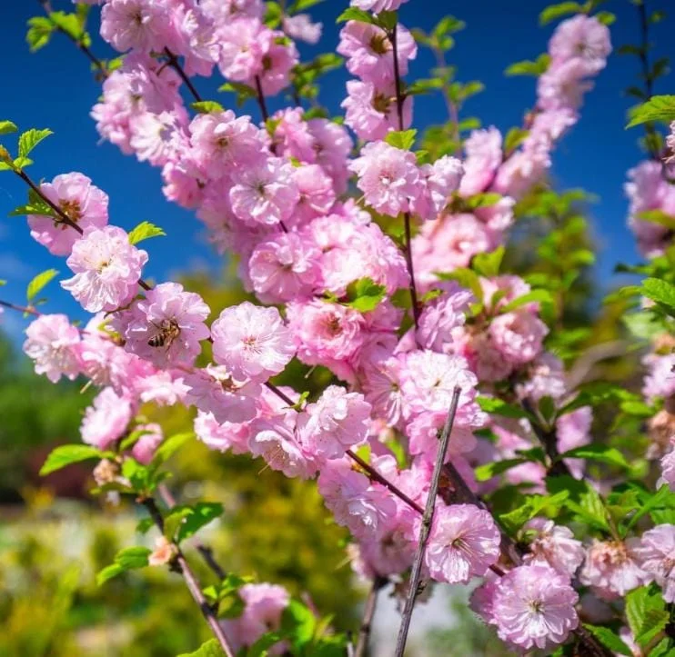 Dwarf Pink Flowering Almond Live Plant - Quart Pot Shrub - Zones 4-8 Outdoor - Image 3