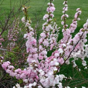 Dwarf Pink Flowering Almond Live Plant - Quart Pot Shrub - Zones 4-8 Outdoor - Image 5