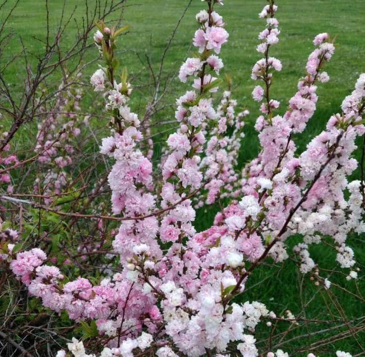 Dwarf Pink Flowering Almond Live Plant - Quart Pot Shrub - Zones 4-8 Outdoor - Image 5