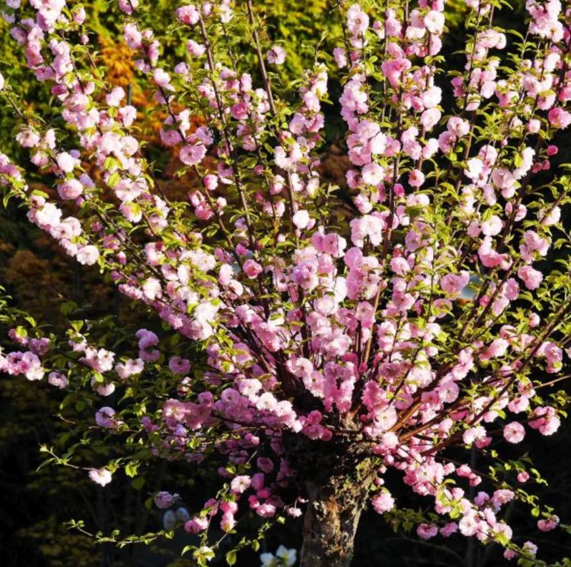 Dwarf Pink Flowering Almond Live Plant - Quart Pot Shrub - Zones 4-8 Outdoor - Image 6