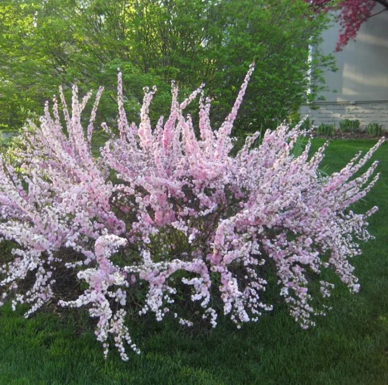 Dwarf Pink Flowering Almond Live Plant - Quart Pot Shrub - Zones 4-8 Outdoor - Image 7