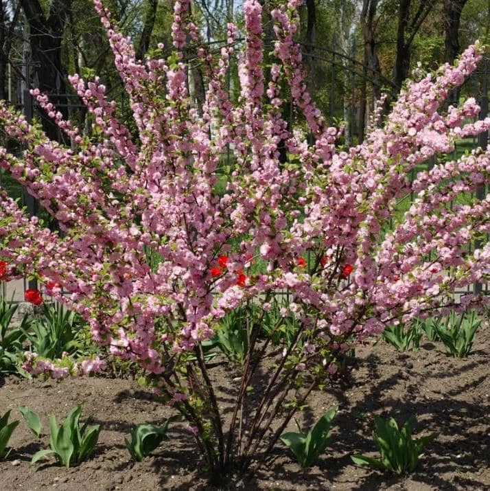 Dwarf Pink Flowering Almond Live Plant - Quart Pot Shrub - Zones 4-8 Outdoor - Image 8