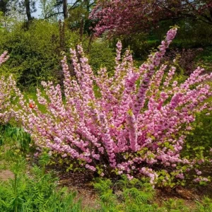Dwarf Pink Flowering Almond Live Plant - Quart Pot Shrub - Zones 4-8 Outdoor - Image 9