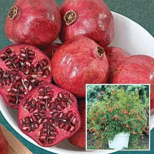 Dwarf Pomegranate Live Plant - Punica Granatum - 6 inch Pot - Bonsai & Houseplant - Image 5