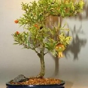 Dwarf Pomegranate Live Plant - Punica Granatum - 6 inch Pot - Bonsai & Houseplant - Image 8