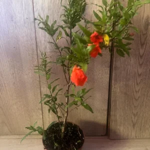 Dwarf Pomegranate Live Plant – Punica granatum ‘Nana’ – 4 inch Pot – Indoor/Outdoor Shrub - Image 2