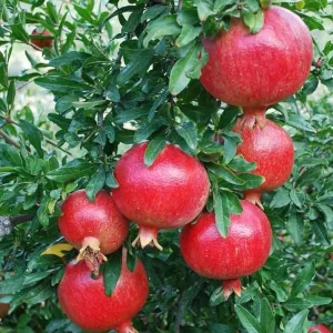 Dwarf Pomegranate Live Plant – Punica granatum ‘Nana’ – 4 inch Pot – Indoor/Outdoor Shrub - Image 1