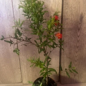 Dwarf Pomegranate Live Plant – Punica granatum ‘Nana’ – 4 inch Pot – Indoor/Outdoor Shrub - Image 4