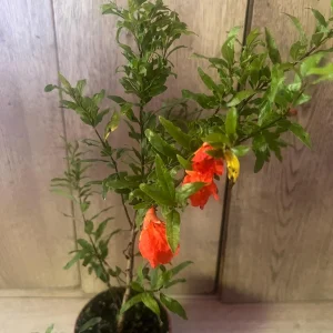 Dwarf Pomegranate Live Plant – Punica granatum ‘Nana’ – 4 inch Pot – Indoor/Outdoor Shrub - Image 5