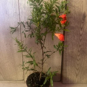Dwarf Pomegranate Live Plant – Punica granatum ‘Nana’ – 4 inch Pot – Indoor/Outdoor Shrub - Image 8