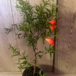 Dwarf Pomegranate Live Plant – Punica granatum ‘Nana’ – 4 inch Pot – Indoor/Outdoor Shrub - Image 9