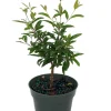 Dwarf Pomegranate Plant - Punica Granatum Nana Live Plant - 4 inch Pot - Indoor/Outdoor Edible Fruit - Image 1