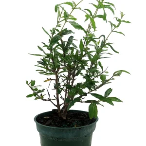Dwarf Pomegranate Plant - Punica Granatum Nana Live Plant - 4 inch Pot - Indoor/Outdoor Edible Fruit - Image 4