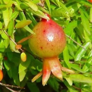 Dwarf Pomegranate Plant - Punica Granatum Nana Live Plant - 4 inch Pot - Indoor/Outdoor Edible Fruit - Image 7