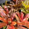 Dwarf Red & Green Bromeliad Live Plant – 2 Pack – Indoor/Outdoor Houseplant - Image 1