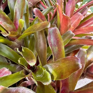 Dwarf Red & Green Bromeliad Live Plant – 2 Pack – Indoor/Outdoor Houseplant - Image 2