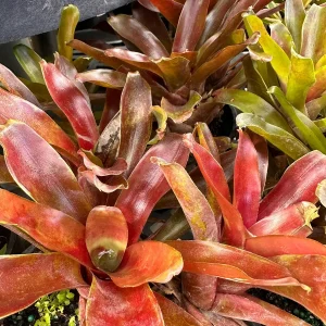 Dwarf Red & Green Bromeliad Live Plant – 2 Pack – Indoor/Outdoor Houseplant - Image 1