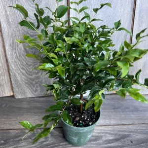 Dwarf Red Jaboticaba Fruit Tree - Precoce Variety Live Plant in 4 inch Pot - Image 10