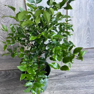 Dwarf Red Jaboticaba Fruit Tree - Precoce Variety Live Plant in 4 inch Pot - Image 2