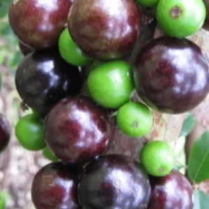 Dwarf Red Jaboticaba Fruit Tree - Precoce Variety Live Plant in 4 inch Pot - Image 1