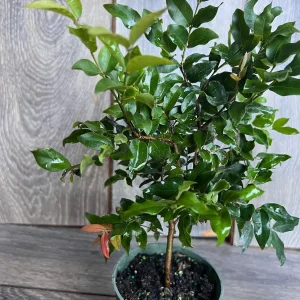 Dwarf Red Jaboticaba Fruit Tree - Precoce Variety Live Plant in 4 inch Pot - Image 5