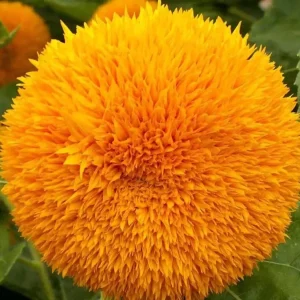 Dwarf Teddy Bear Sungold Sunflower Seeds 50+ Pack - Annual Flower Garden Outdoor - Image 1