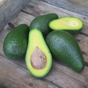 Dwarf Utuado Avocado Tree - Grafted Live Plant, 3 Gallon Pot - Outdoor Fruit Tree - Image 3