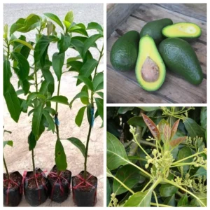 Dwarf Utuado Avocado Tree - Grafted Live Plant, 3 Gallon Pot - Outdoor Fruit Tree - Image 1