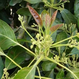 Dwarf Utuado Avocado Tree - Grafted Live Plant, 3 Gallon Pot - Outdoor Fruit Tree - Image 4