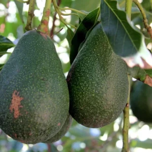 Dwarf Utuado Avocado Tree - Grafted Live Plant, 3 Gallon Pot - Outdoor Fruit Tree - Image 5