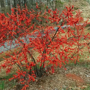 Dwarf Winterberry Holly 'Nana Red Sprite' Live Plant 12-16 Inches Tall, Bare Root, Outdoor - Image 6