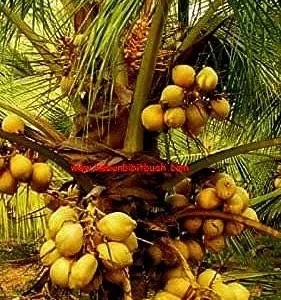 Dwarf Yellow Malayan Coconut Seeds - Cocos Nucifera - Certified - Image 5