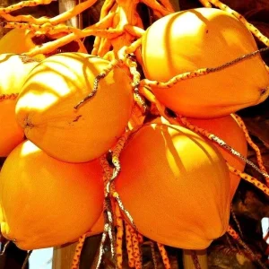 Dwarf Yellow Malayan Coconut Seeds - Cocos Nucifera - Certified - Image 8