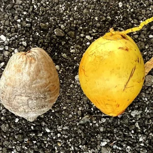 Dwarf Yellow Malayan Coconut Seeds - Tropical Palm Seeds - Image 2