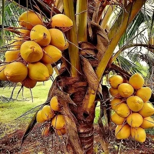 Dwarf Yellow Malayan Coconut Sprouted Tree - Live Tropical Plant - Image 1